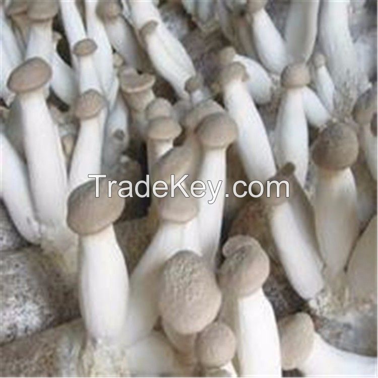 Delicious fungus fresh apricot mushroom overseas wholesale