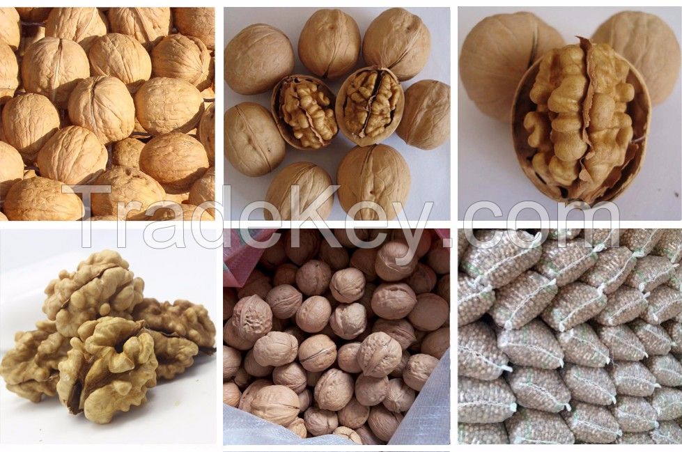 High Quality Light Amber Halves Walnut Kernels for sale