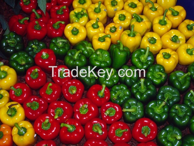 capsicum