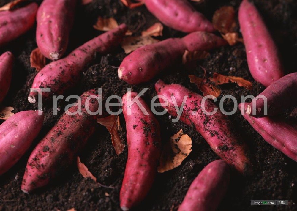  Best Fried Potato Recipes for Crispy and Delicious Potatoes