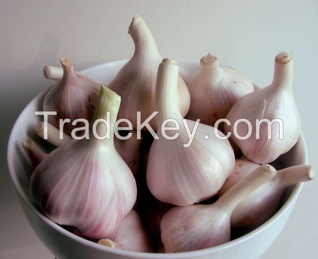 Fresh garlic