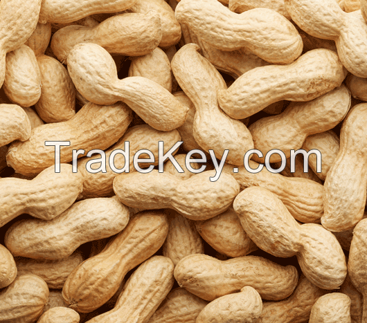 Best Quality Peanut for Export