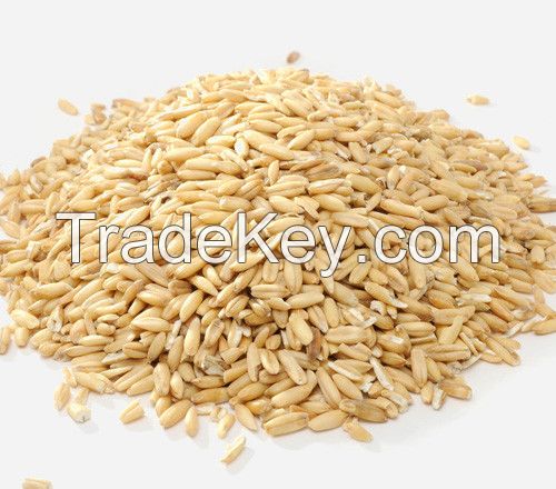 Grade A Oat Grains/Hulled Oat