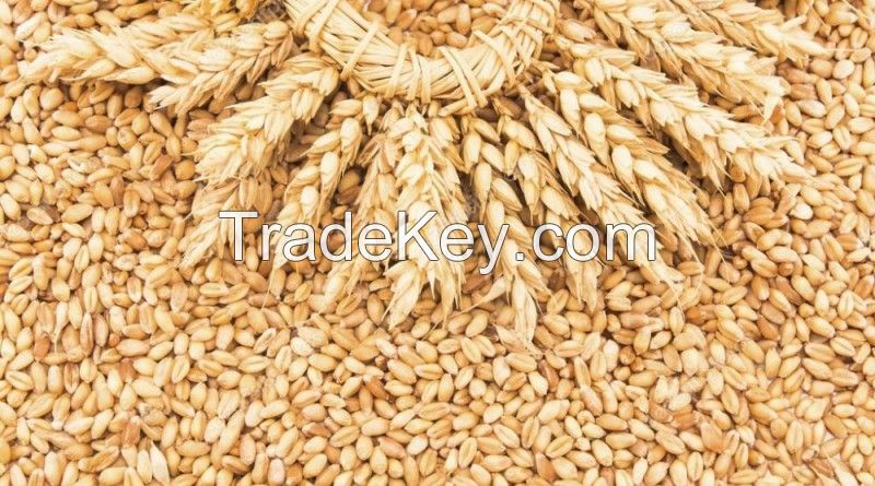 Feed  Wheat