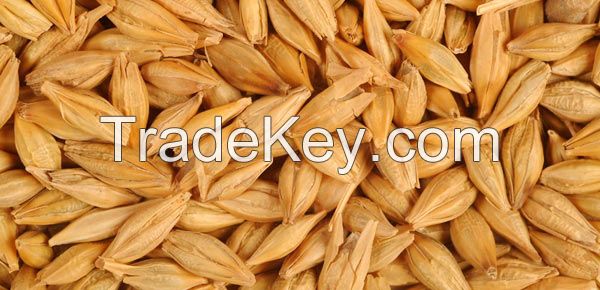 Barley