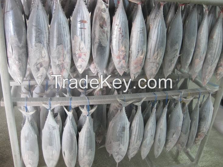 Fresh New Season Frozen Skipjack Tuna , Bonito Whole Round