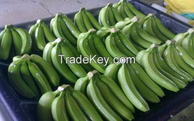 Fresh Cavendish Bananas