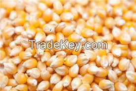 Yellow Corn