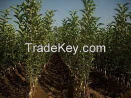 Production of fruit seedlings