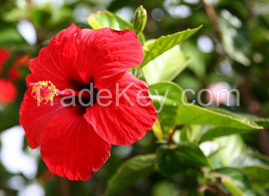 hibiscus flower