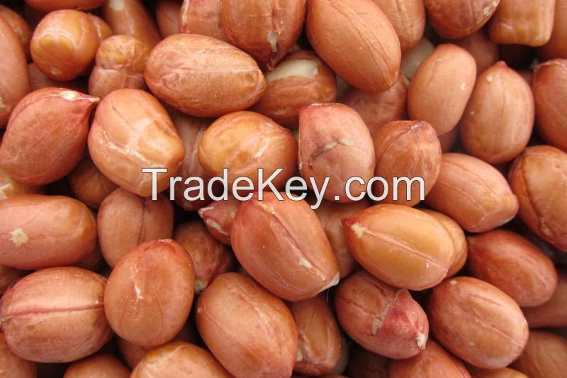 Peanuts, pea nut, Raw Ground nuts, java nuts, Pistachios, pine nuts, pecan nuts, Hazel nuts, Cashew Nuts, Cashews