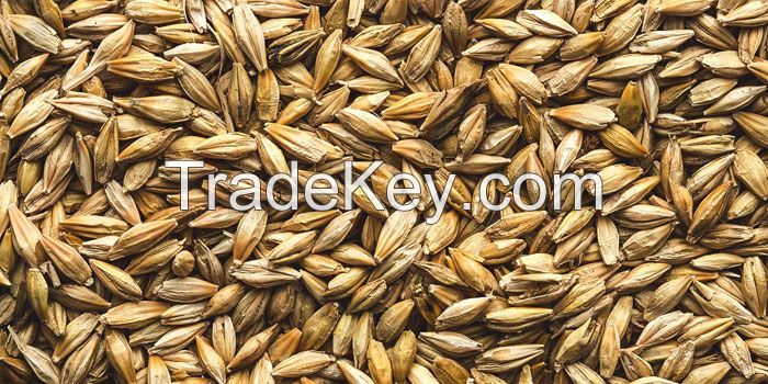 Barley, Rye Malt, Corn, Yellow Corn, White Corn, Wheat Buckwheat, Millet, Sorghum, Chia Seeds, Quinoa, Oats