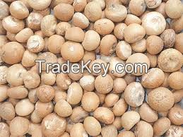 High Quality Betel Nuts