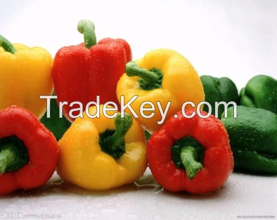 Fresh Red, Yellow and Red Capsicum