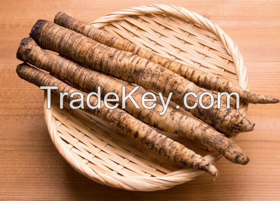 High Quality Fresh Burdock At Workable Prices