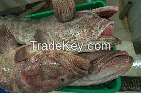 Brown spotted grouper fish