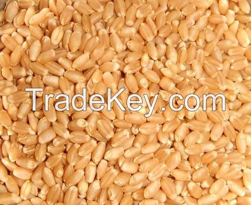 Durum Wheat