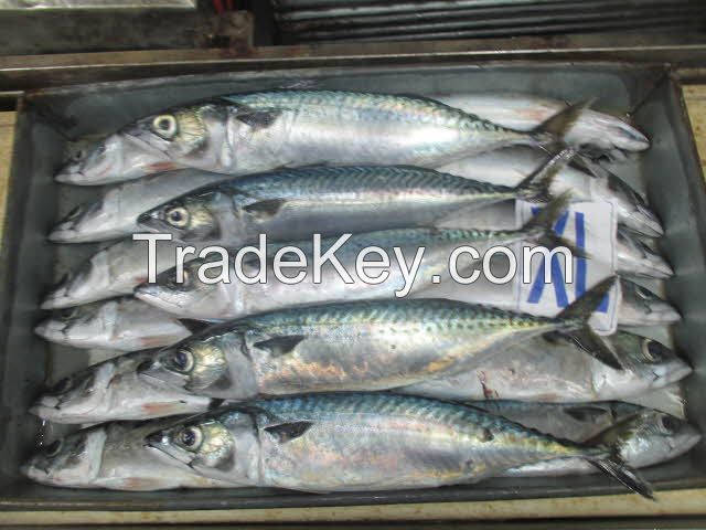 good quality pacific mackerel