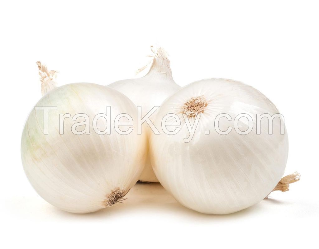 Premium Grade  Fresh Onions