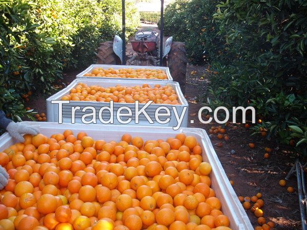 Fresh Orange fruits wholesale