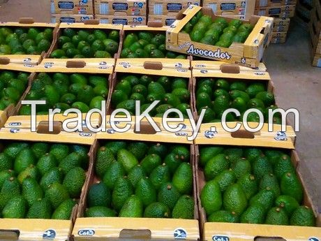 FRESH AVOCADO WHOLESALE