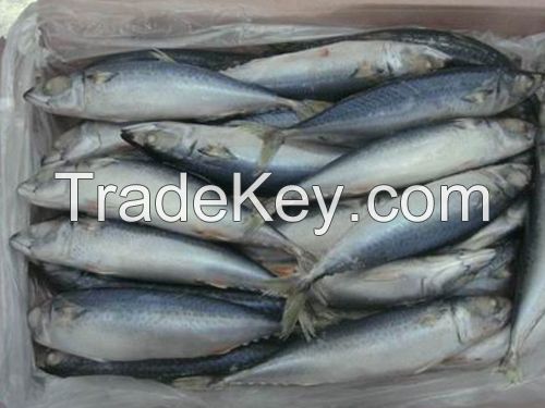 Frozen Sardine HGT Mackerel HGT Pacific Mackerel Fish