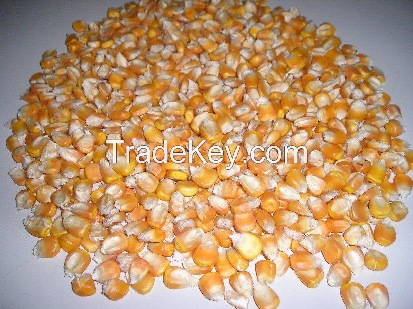 Yellow and white Corn