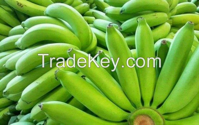 Cavendish Bananas