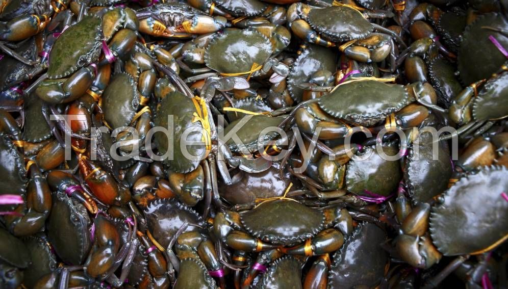 Live Mud Crab, Soft Shell Mud Crab, Frozen Crab