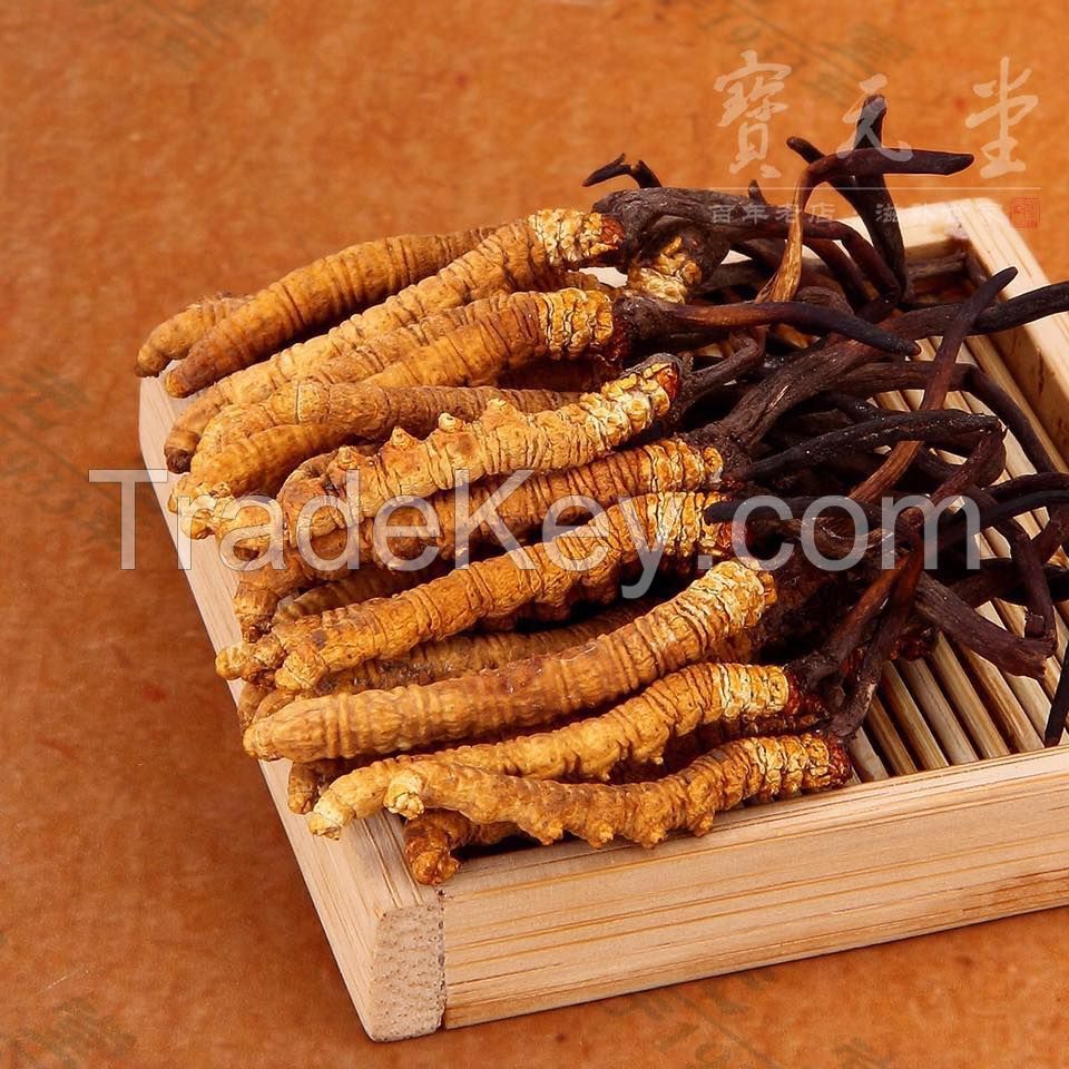 Cordyceps Sinensis