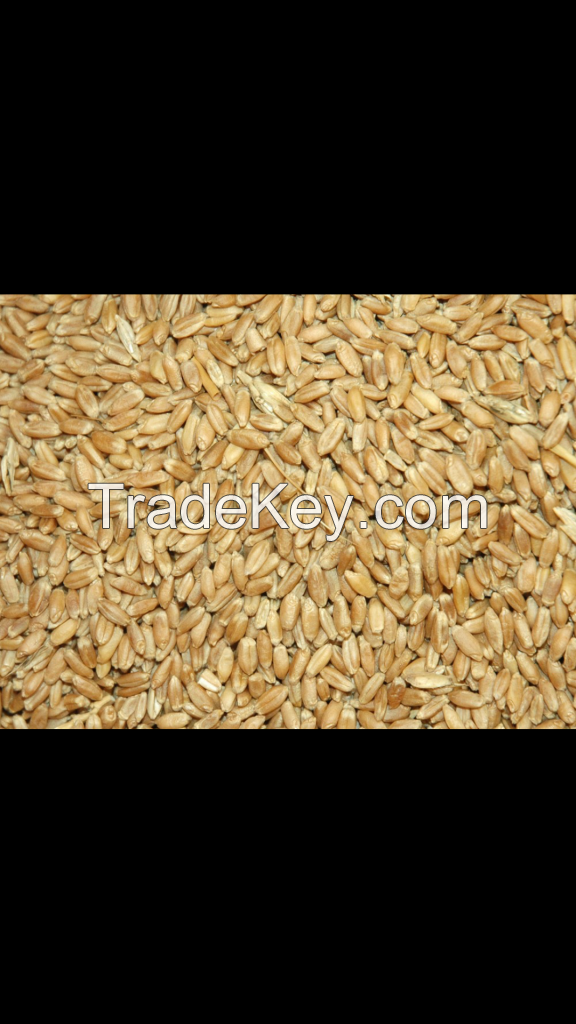 BEST WHEAT QUALITY