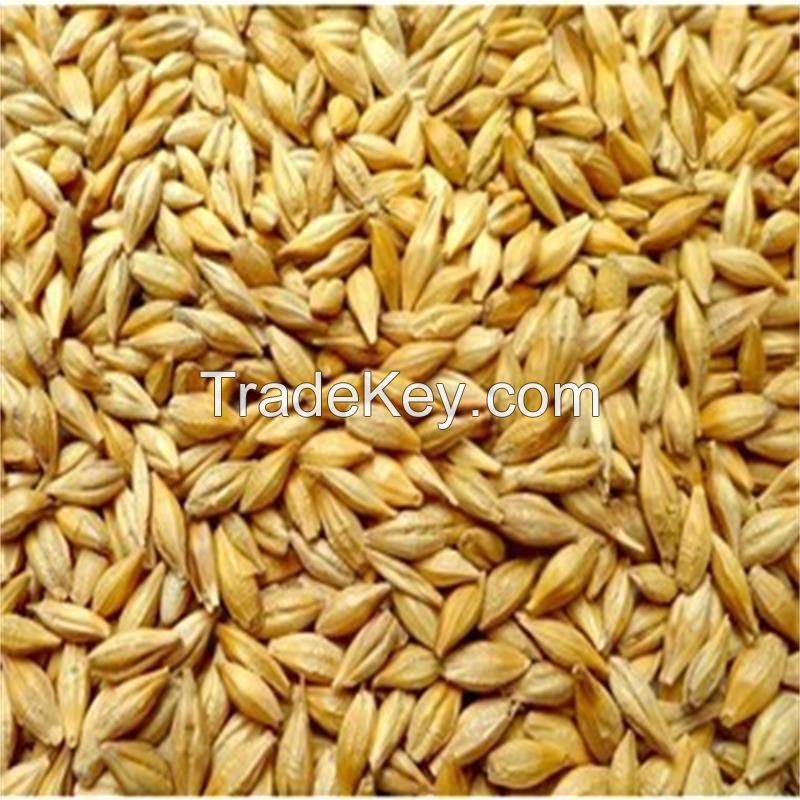 Barley for Animal and Human Consumption