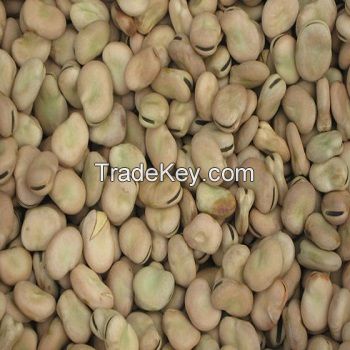 Dried Broad Beans Fava Bean Faba Bean