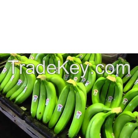 PREMIUM CHEAP FRESH CAVENDISH BANANA