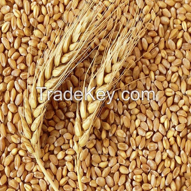 Wheat Grain (13.5 Protein)