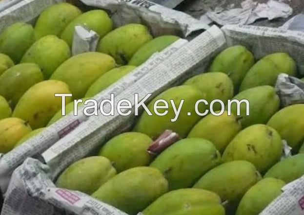 Fresh Crop Alphonso Mango