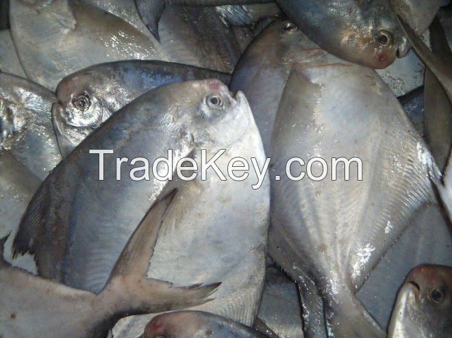 frozen pomfret, hilser and parrot fish