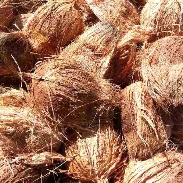 Sell Fresh Coconut mature