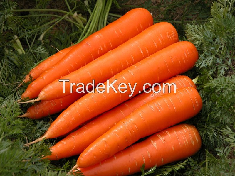 fresh carrots