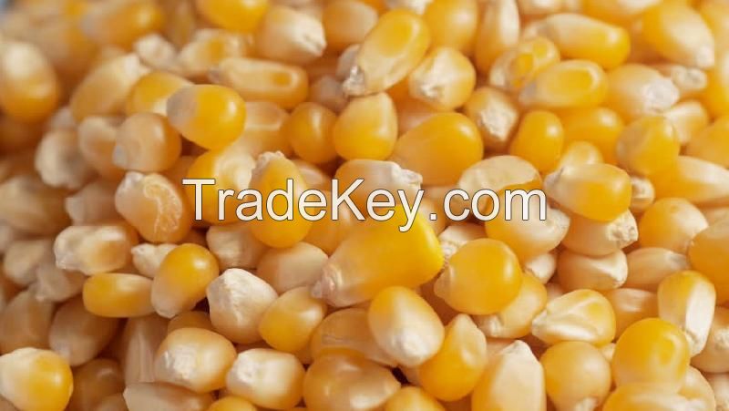 yello corn for animal feed