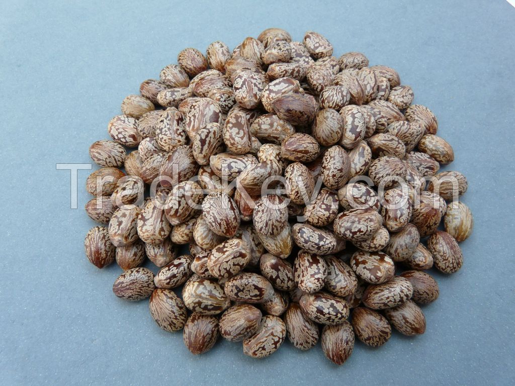 Castor Seeds Ricinus Seeds, Castor Natural Seeds for sale