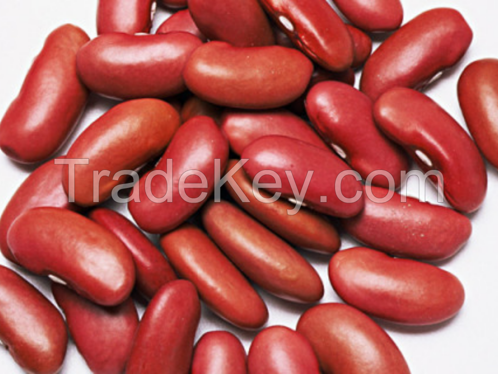 High Quality Dark Red Kidney Bean For Canned Food