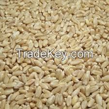 Sell hard white wheat