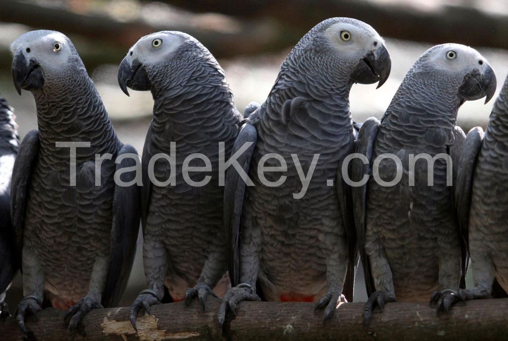 Sweet and lovely African grey parrots for sale