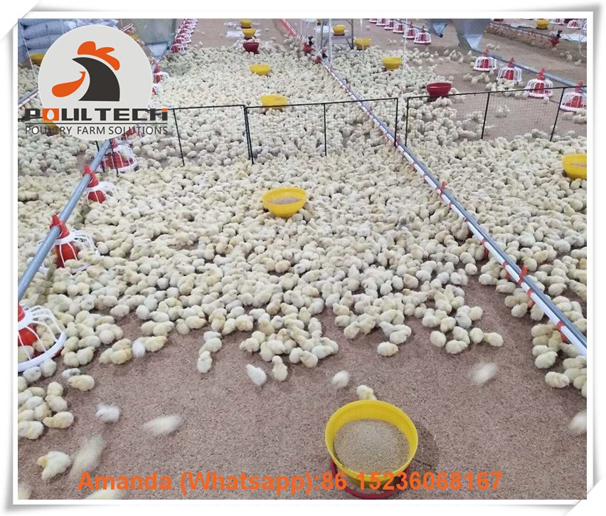 Ecuador Poultry & Livestock Farm Automatic Nipple Drinker System & Feeding System & Broiler Floor Raising System in Broiler House