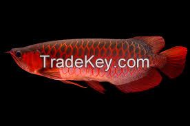 Top quality Grade AAA Asian Arowana fishes from genuine breeders available on sale now, 