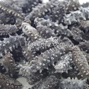 dry sea cucumber