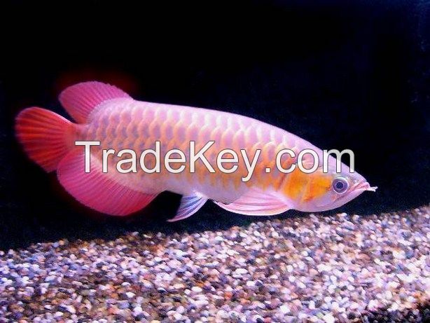 Top quality Grade AAA Asian Arowana fishes from genuine breeders available on sale now