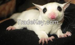 Male and female Sugar Gliders available .