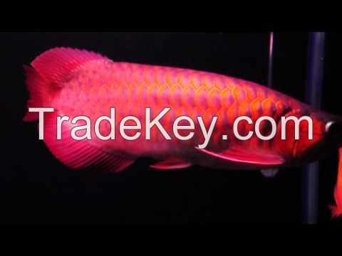 New arrival chili red and super red arowana fish